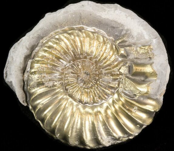Pyritized Pleuroceras Ammonite - Germany #42738